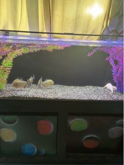 150 gallon fish tank