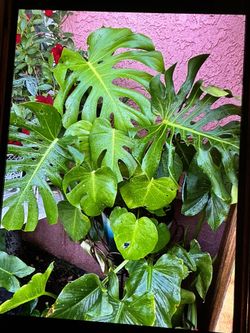 Monstera