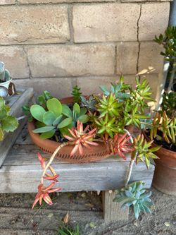 BOGO Sale! 🔥 Succulent Arrangement