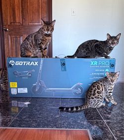 GOTRAX XR PRO electric scooter