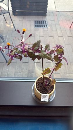 Purple Passion Velvet