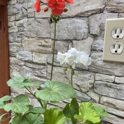 Pelargonium/Geranium  Plant.
