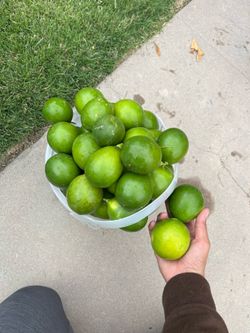 Limes