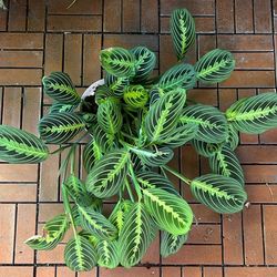 Lemon Lime Prayer Plant 