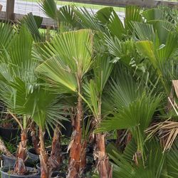 Palmas washingtonia 3gallon