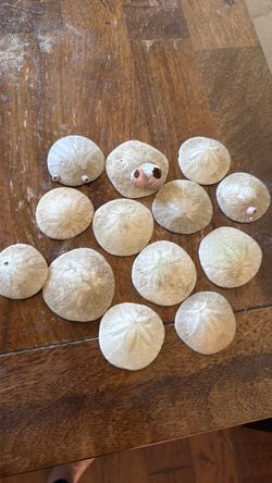 Natural Sand Dollars