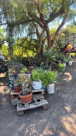 Succulents, Cacti and Plantsstart at $10.00