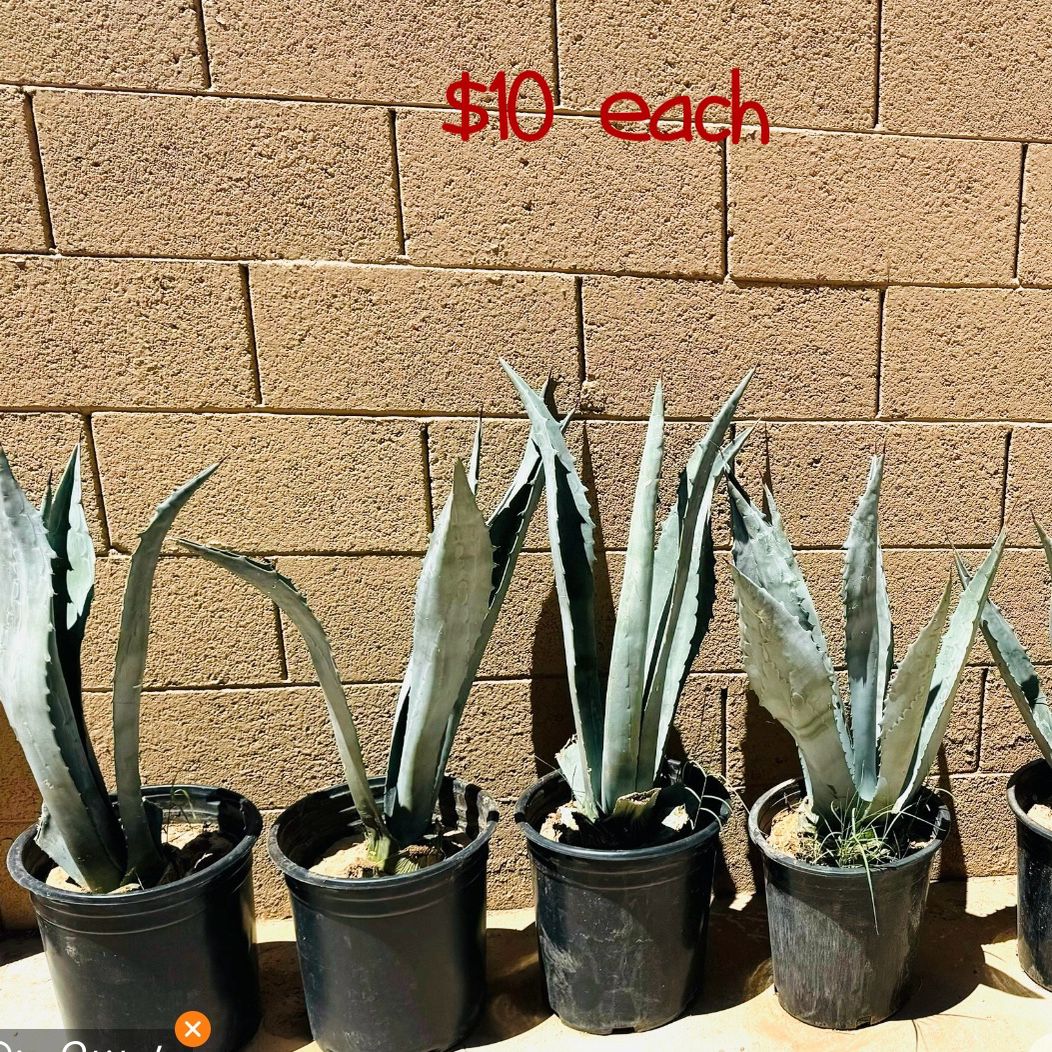 Agave Plant $10 Each
