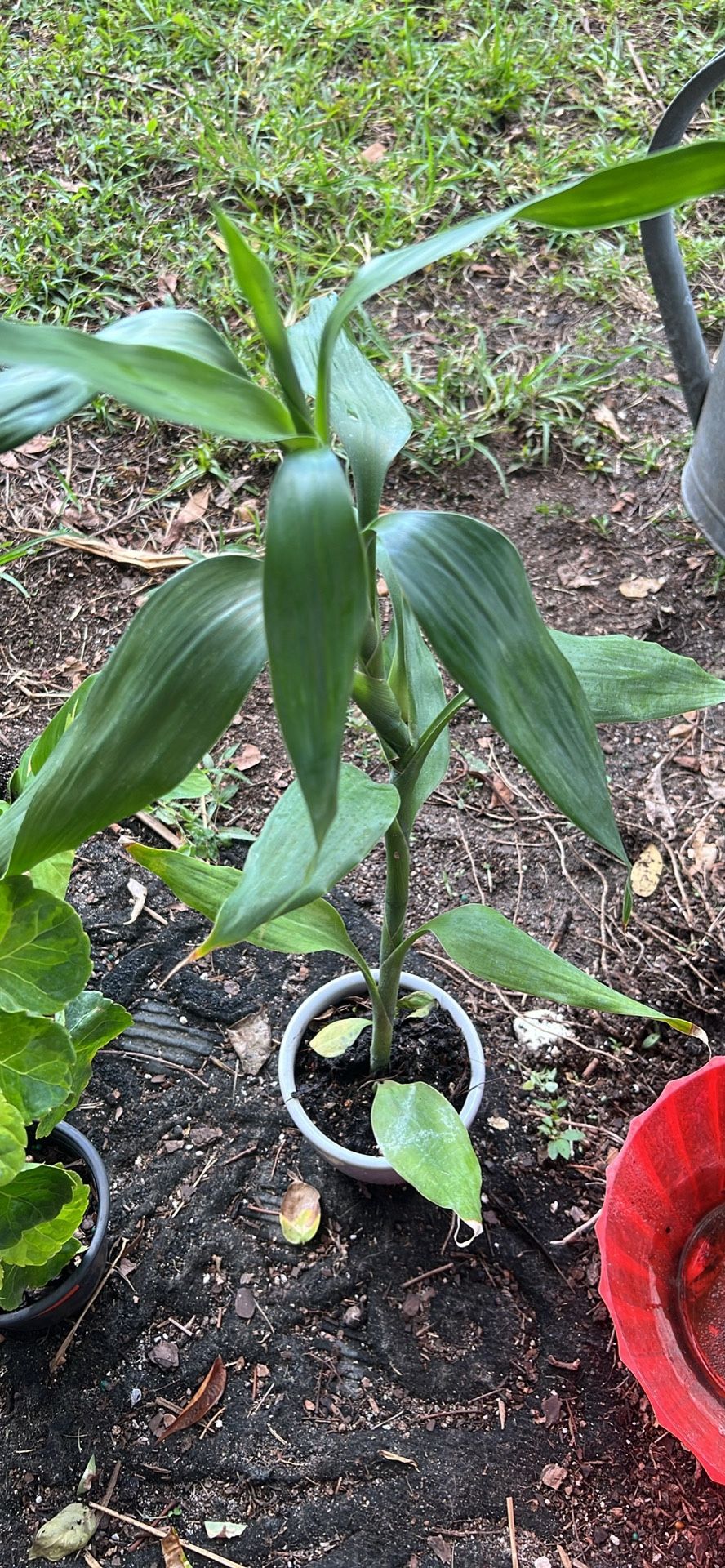 Bamboo Plant 4”