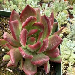 Succulent’s Plants 🪴 