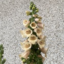 Foxglove plant - Cream color