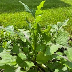 Outdoor Flower - THISTLE 