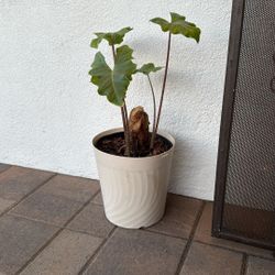 Potted Plant