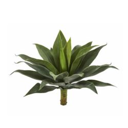 Agave plant
