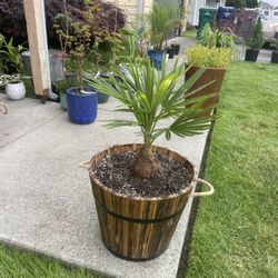 Outstanding, Outdoor Palm Tree In Gorgeous Whiskey Barrel Planter 