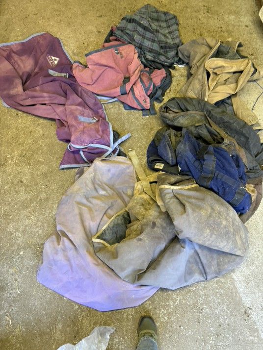 7 Horse Blankets