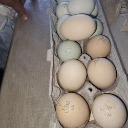 Buff Laced Brahma Eggs