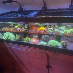 Sale : Saltwater Reef Fish Tank Fake Decorations 