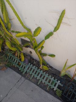 WHITE DRAGON FRUIT CUTTINGS!