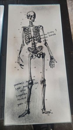 Anatomy glass platters