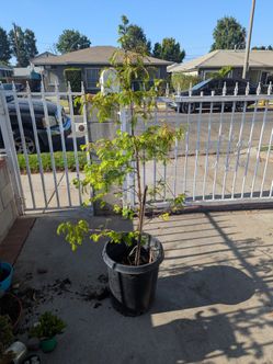 Dawn Redwood