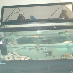 50 Gallon Tank/aquarium 