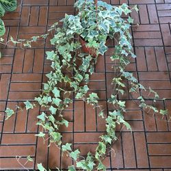 Variegated Ivy Plant 