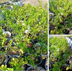 Key Lime Trees