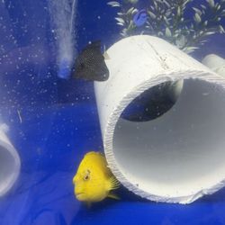 Quarantine Fish Service