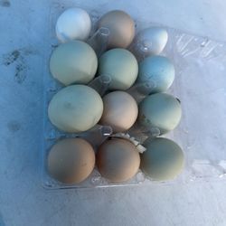 Serama Chicks Eggs