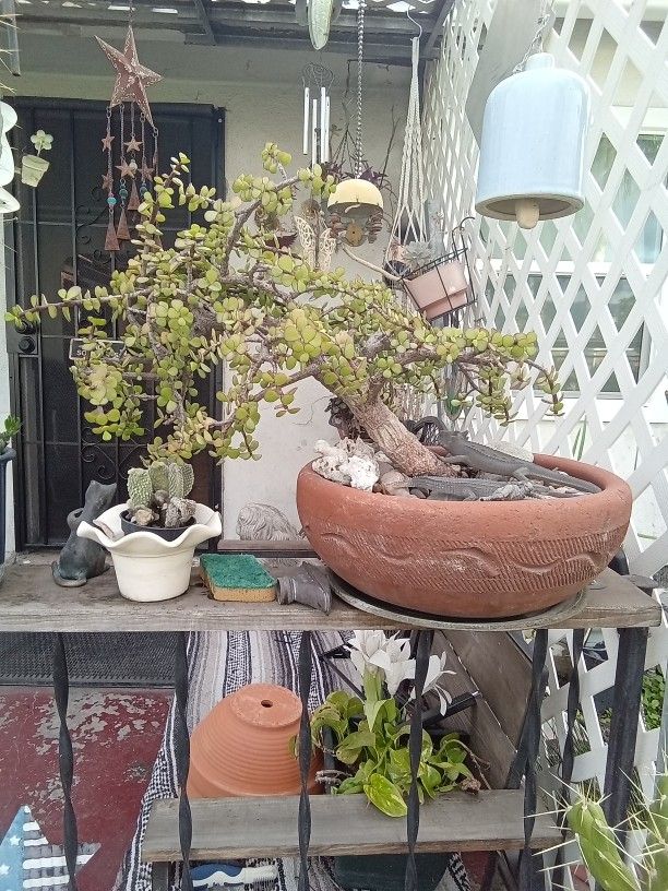 Bonsai Plants  23 Year Old Need To Be Trimed 