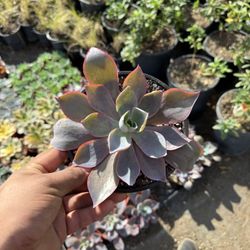 Echeveria “After Glow”
