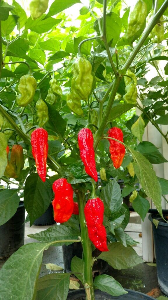 Ghost Pepper Plants