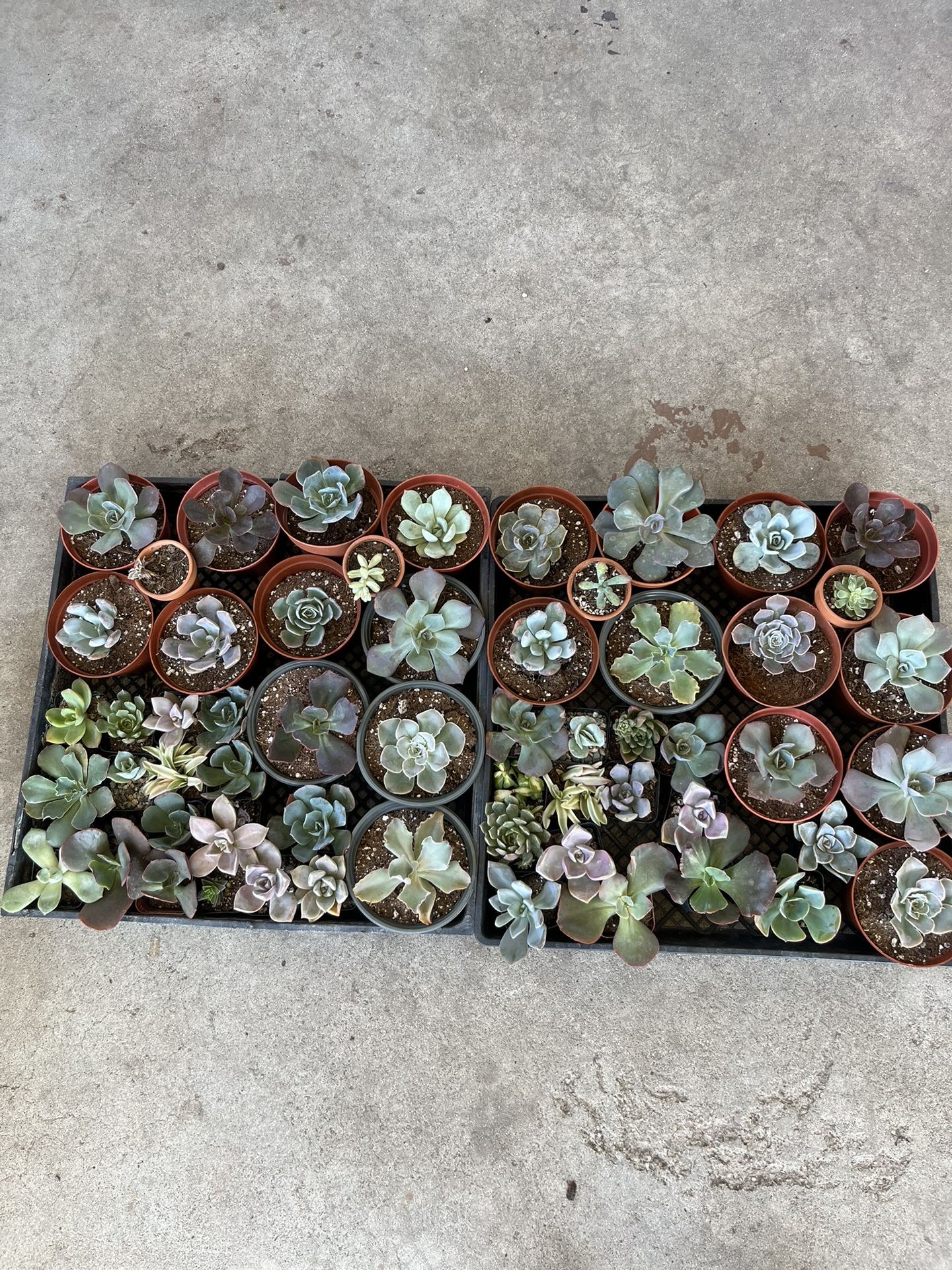 Plant Bundle