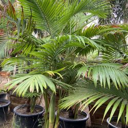 King Palms
