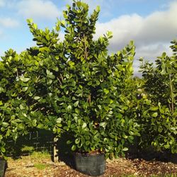 SALE!  HUGE CLUSIA PLANT IN 25 GALLONS FOR ONLY $95  OPEN TODAY