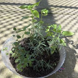 Beautiful Herb Bowl With Organic Basil, Rosemary and Oregano. Outdoor or Indoor