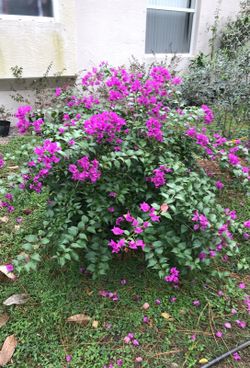 Purple Bougainvillea Bushes