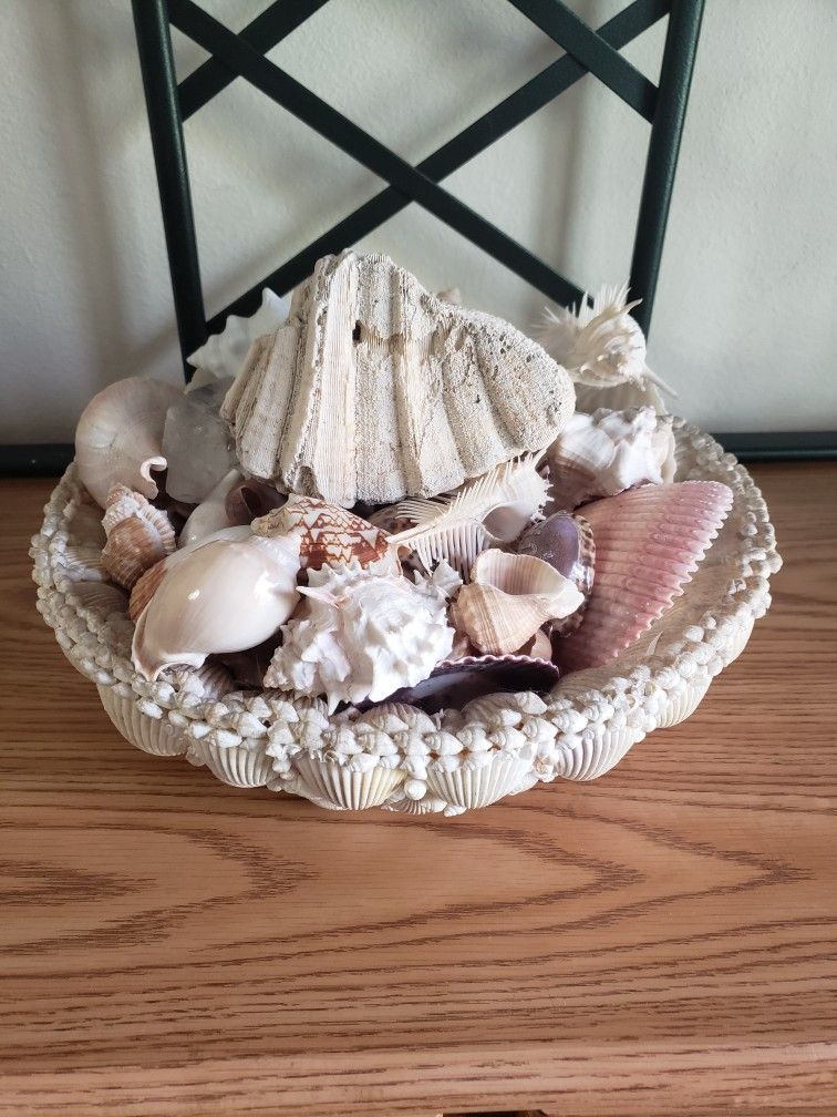 Shell Bowl & Shells