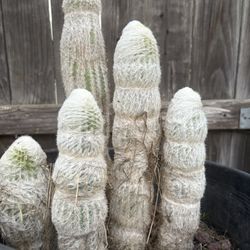 Large Old Man Cactus 🌵 Well Rooted In 15 Gallon Pot, Large White Fuzzy Cactus Old Man Large Desert Plant 