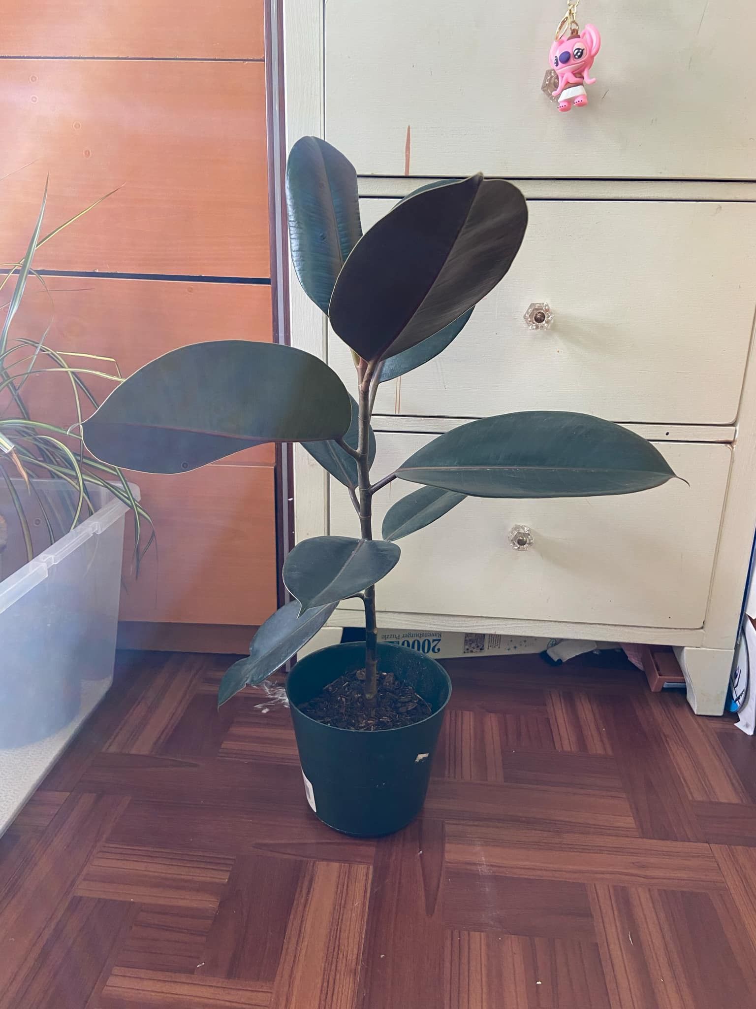 Ficus Elastica “6 Inch Pot”