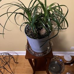 🪴Ponytail Palm Plant🪴