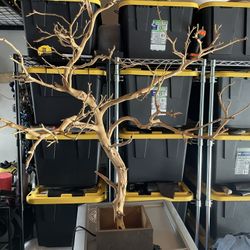 Manzanita Tree 