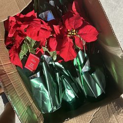 Fake potted red poinsettias