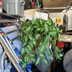 Hanging Plant, Fake 