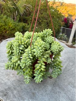 Plants