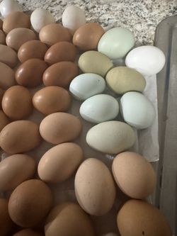 Fresh Eggs