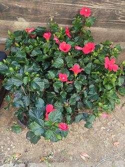 10 Mini Red Hibiscus Plants