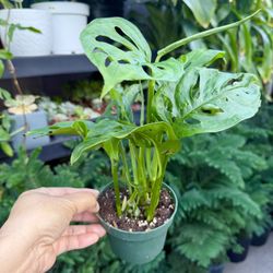 Plants (4”pot🌿Monstera Adansonii “swiss cheese” )