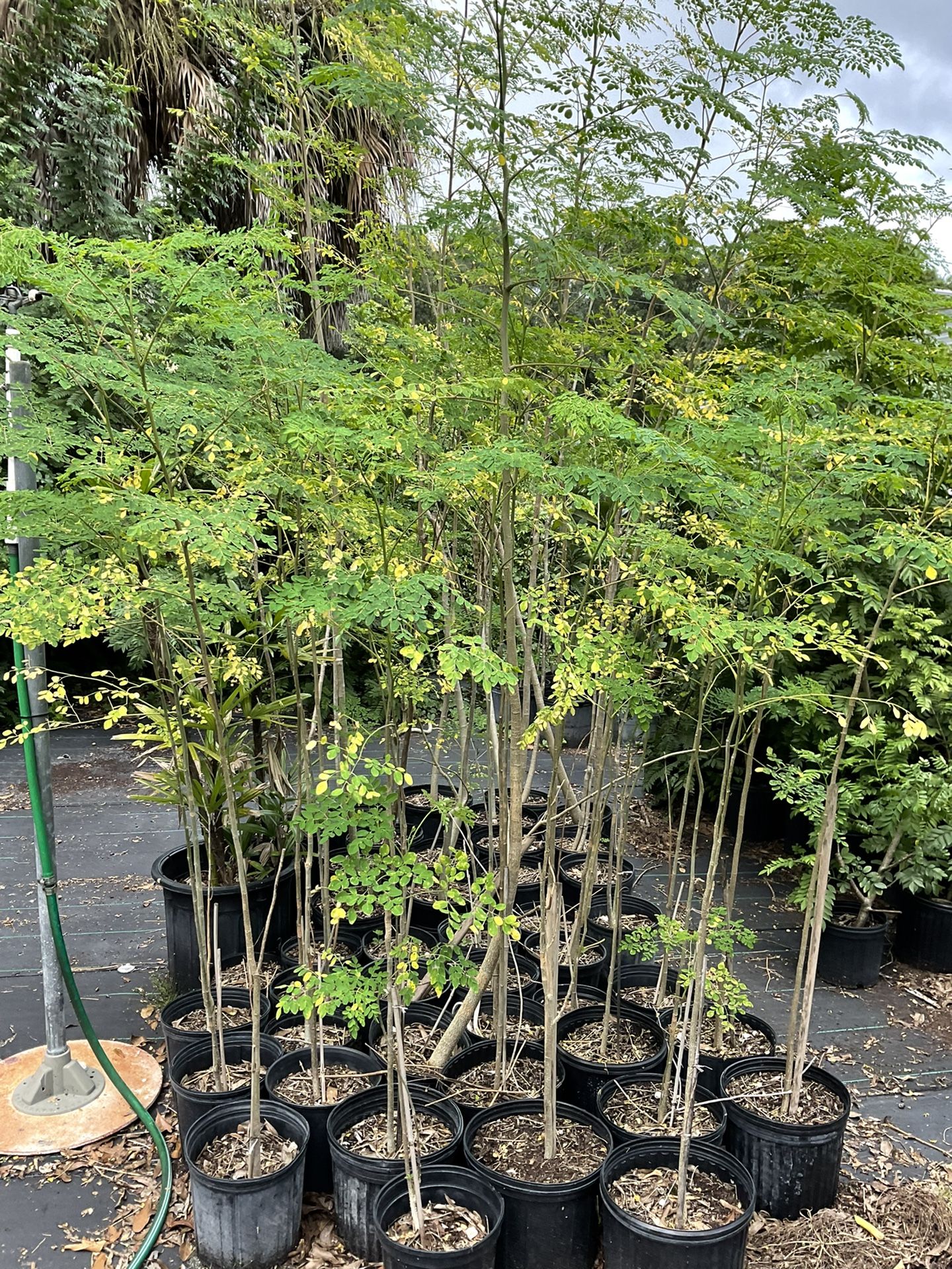 Moringa tree
